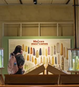 Espacio Cultural Cencalli. La Casa del Maíz